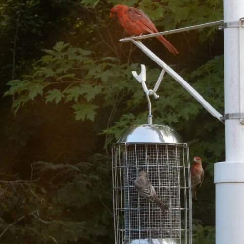 B100 Stainless Steel Squirrel Proof Bird Feeder